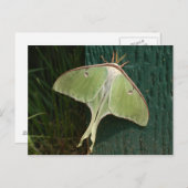 Carte postale Luna Moth. (Devant / Derrière)
