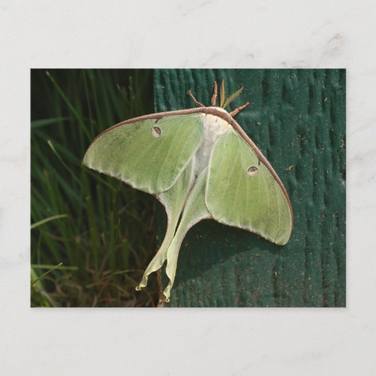 Carte postale Luna Moth. (Devant)