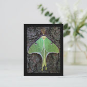 Carte Postale Luna Moth (Debout devant)