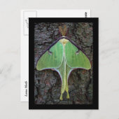 Carte Postale Luna Moth (Devant / Derrière)