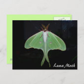 Carte Postale Luna Moth (Devant / Derrière)