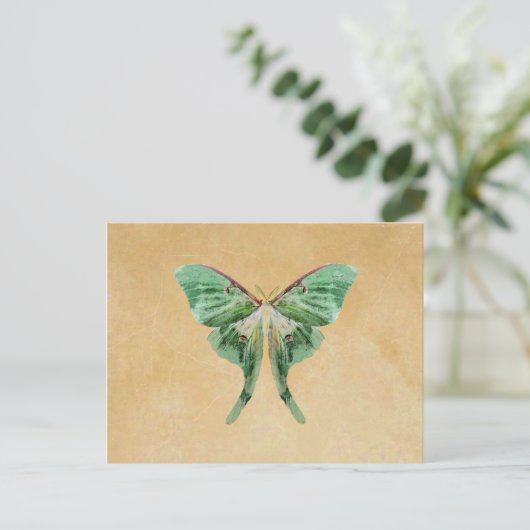 Carte postale Luna Moth (Debout devant)