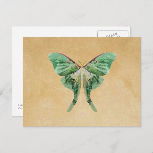 Carte postale Luna Moth (Devant / Derrière)