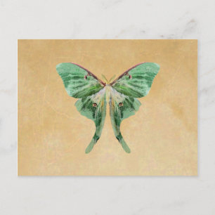 Carte postale Luna Moth