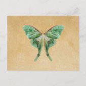 Carte postale Luna Moth (Devant)