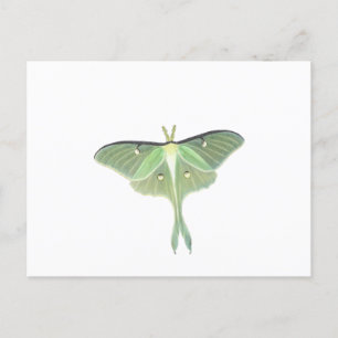 Carte Postale Luna Moth