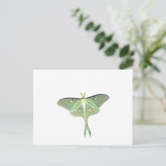 Carte Postale Luna Moth (Debout devant)