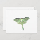 Carte Postale Luna Moth (Devant / Derrière)