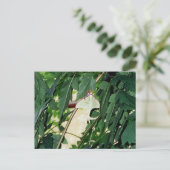 Carte Postale Luna Moth (Debout devant)