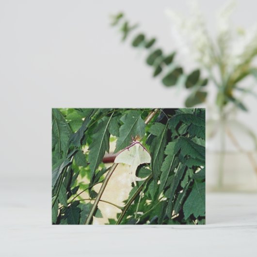 Carte Postale Luna Moth (Debout devant)