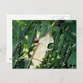 Carte Postale Luna Moth (Devant / Derrière)