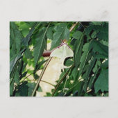 Carte Postale Luna Moth (Devant)