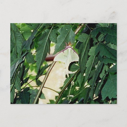 Carte Postale Luna Moth (Devant)
