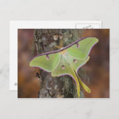 Carte Postale Luna Moth en soie (Devant / Derrière)
