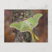 Carte Postale Luna Moth en soie (Devant)