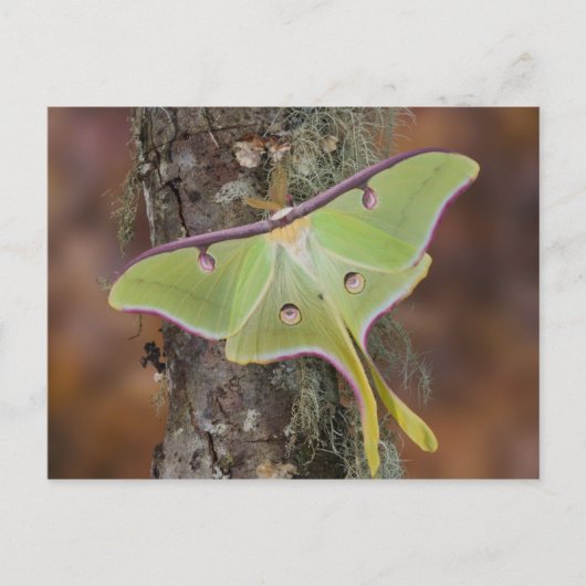 Carte Postale Luna Moth en soie (Devant)
