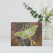 Carte Postale Luna Moth en soie (Debout devant)