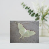 Carte Postale Luna moth gris arrière - plan (Debout devant)