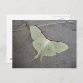Carte Postale Luna moth gris arrière - plan (Devant / Derrière)