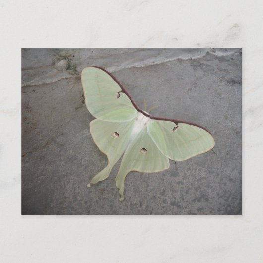 Carte Postale Luna moth gris arrière - plan (Devant)
