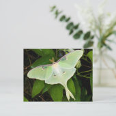 Carte Postale Luna Moth on Carnaby Clematis (Debout devant)