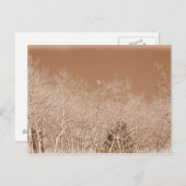 Carte postale Lune au-dessus de la forêt blanche (Devant / Derrière)