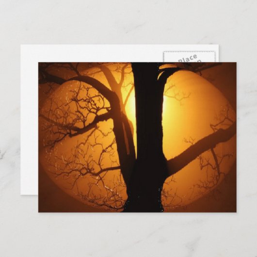 Carte Postale Lune d'automne brillant à travers l'arbre (Devant / Derrière)