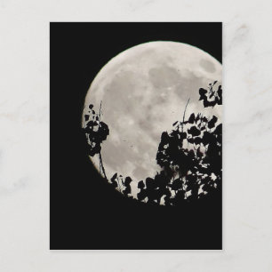 Carte Postale Lune derrière feuilles sombres