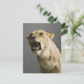 Carte Postale Lune rugissant (Debout devant)