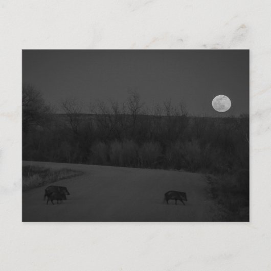 Carte Postale lune sauvage (Devant)