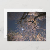 Carte Postale Lune sur les fleurs de cerisiers (Devant / Derrière)