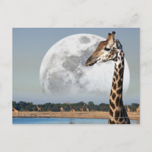 Carte Postale Lune survolant un groupe de Giraffe à Etosha