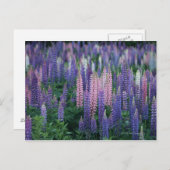 Carte Postale Lupin (Devant / Derrière)