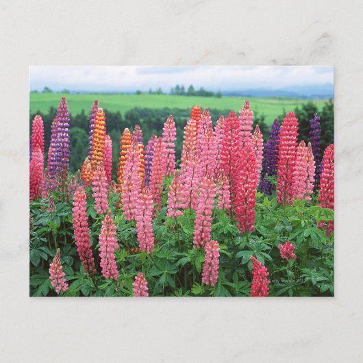 Carte Postale Lupine 2 (Devant)
