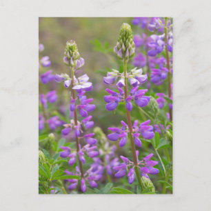 Carte Postale Lupine flower postcard