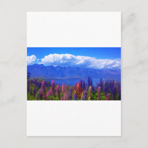 Carte Postale Lupine néo-zélandaise sur le lac Wakatipu