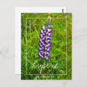 Carte Postale Lupine Violet Et Blanche | Lupin | Fleur Lupinus (Devant / Derrière)