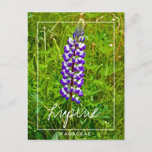 Carte Postale Lupine Violet Et Blanche | Lupin | Fleur Lupinus (Devant)