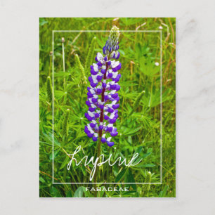 Carte Postale Lupine Violet Et Blanche   Lupin   Lupinus Flower