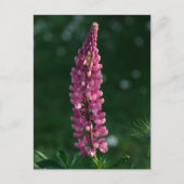 Carte Postale Lupine violette chilline' (Devant)