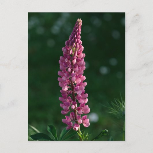 Carte Postale Lupine violette chilline' (Devant)