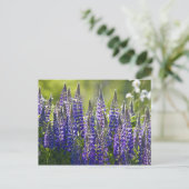 Carte Postale Lupines de printemps colorées... (Debout devant)