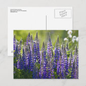 Carte Postale Lupines de printemps colorées... (Devant / Derrière)