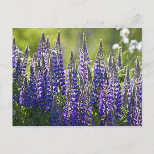 Carte Postale Lupines de printemps colorées... (Devant)