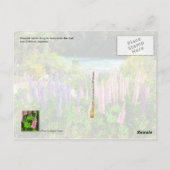 Carte Postale Lupines le long du Rio Azul, Argentine (Dos)