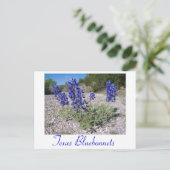 Carte Postale Lupins bleus (Debout devant)
