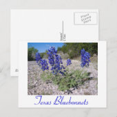 Carte Postale Lupins bleus (Devant / Derrière)