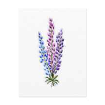 Lupins de Nouvelle-Écosse