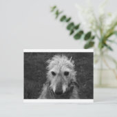 Carte Postale Lurcher (Debout devant)
