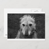 Carte Postale Lurcher (Devant / Derrière)